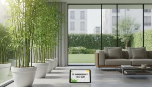 do_bamboo_plant_need_sun_5nGSRHBzF-1
