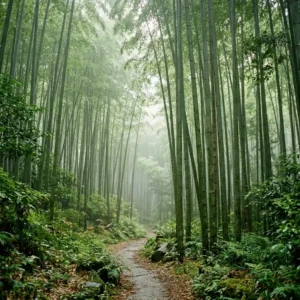 image of bamboo forest